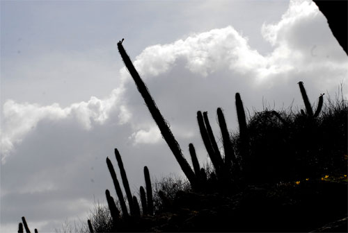 Cactus por toda la costa Sur de Guantánamo